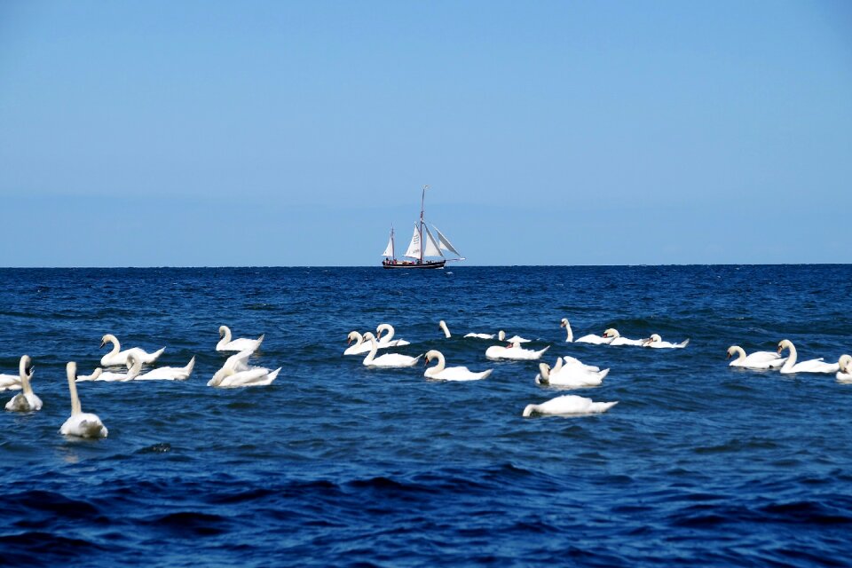 Ship the baltic sea a flock of swans