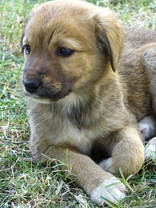 Sleepy cute pet photo