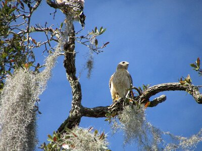 Plumage animals nature