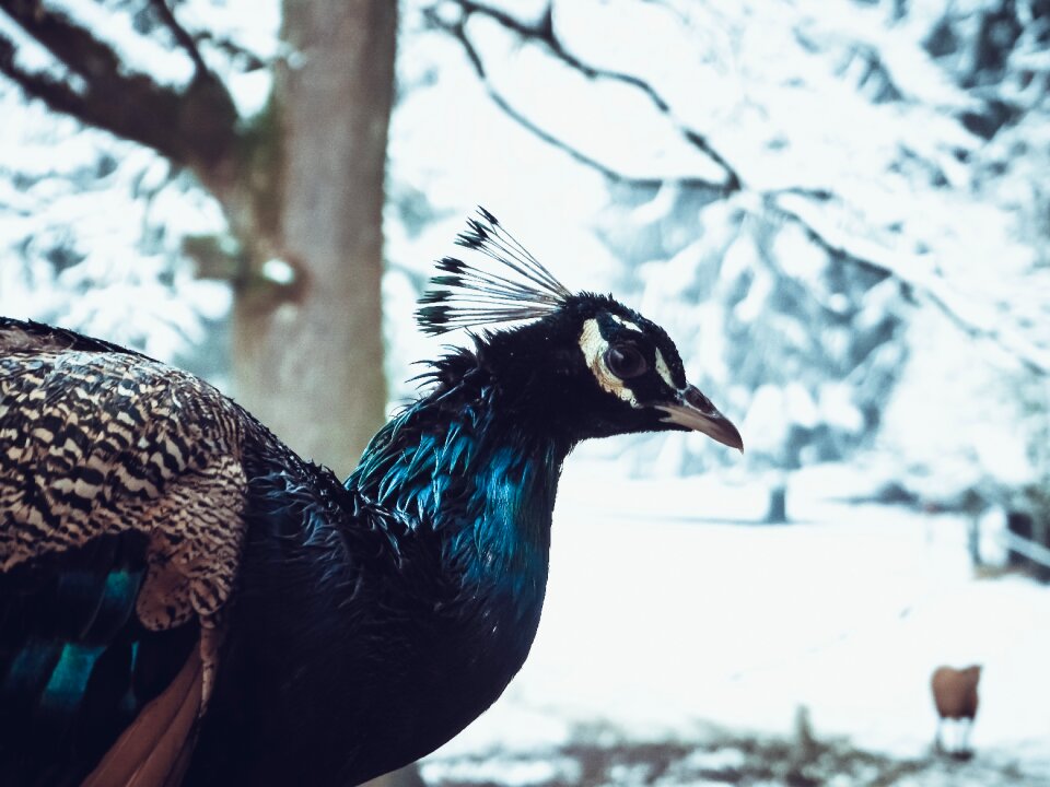 Snow animal bird