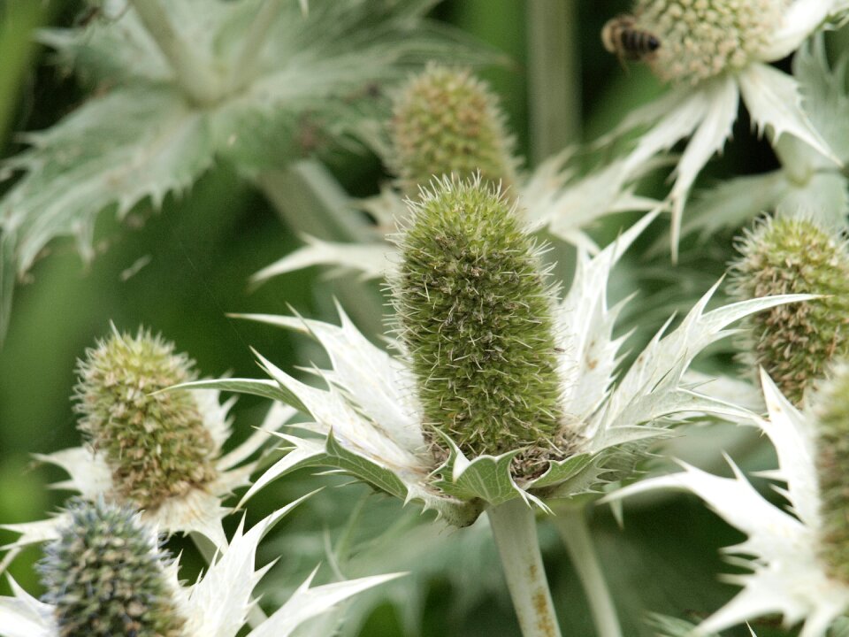 Nature plant close up