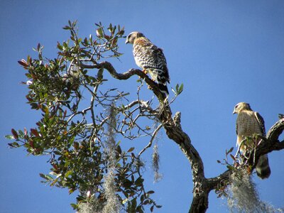 Wildlife nature raptor photo