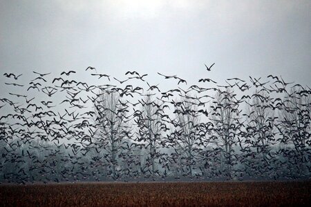 Flock of birds swarm migratory birds photo
