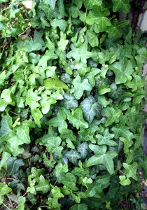 Climber plant leaves close up