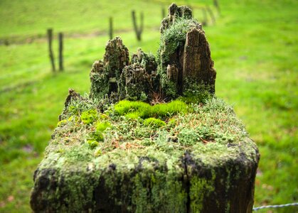 Green prado marmstorf