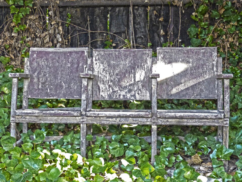 Abandoned ivy seats