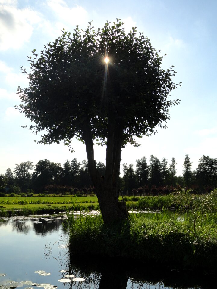 Tree the brook poland