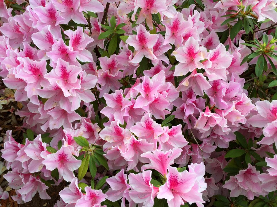 Australia flowers perth