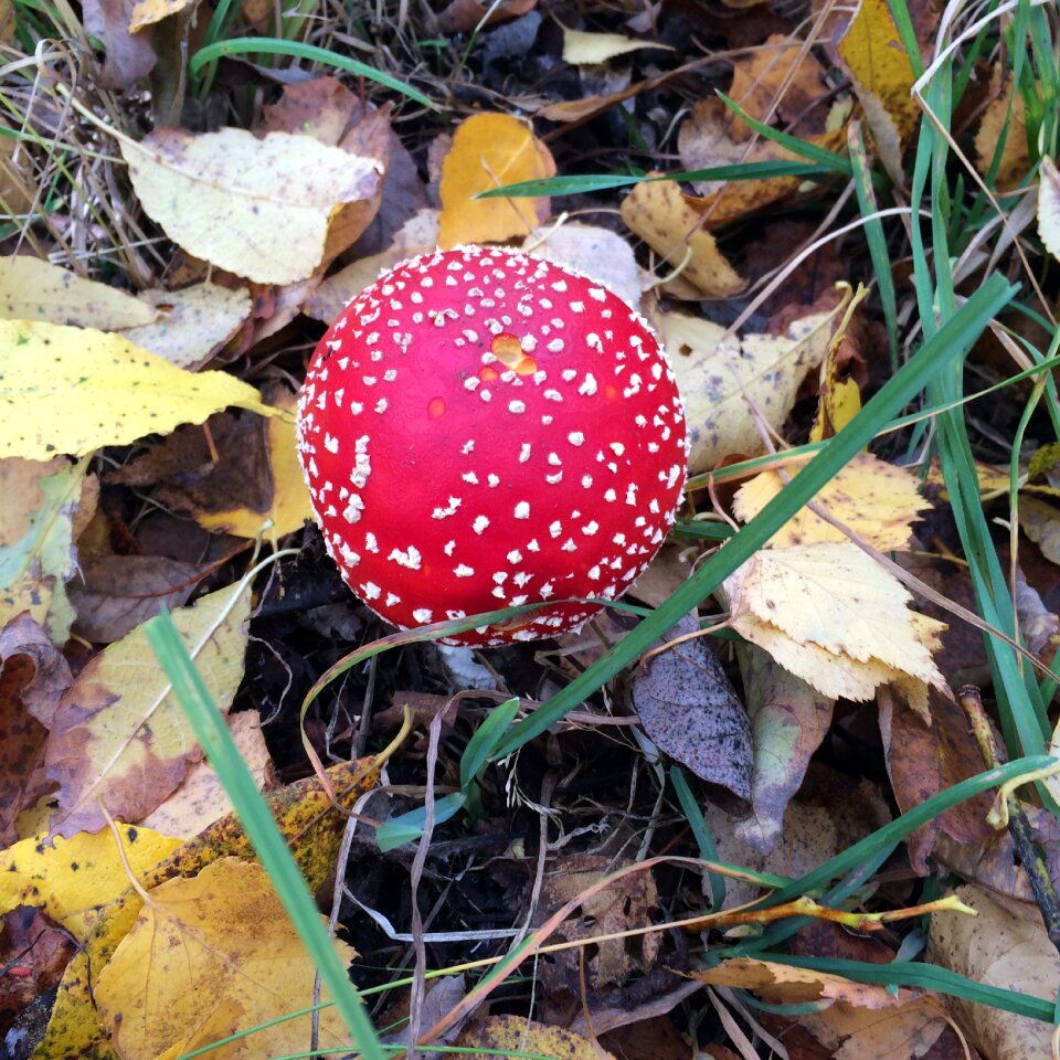 Red autumn naturally