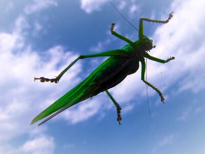 Fauna macro sky