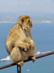 View wild life expensive