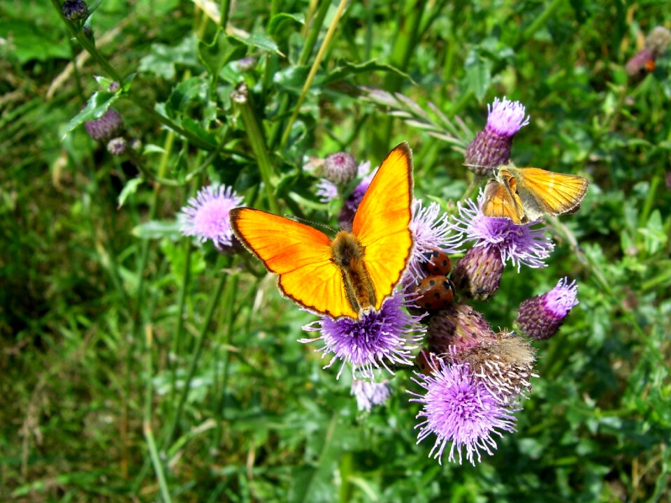 Butterfly flowers summer