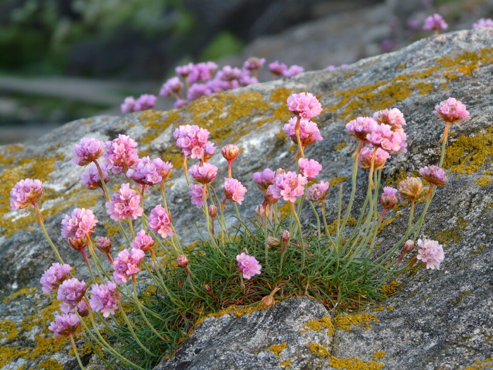 Pink flowers wild flower pierre