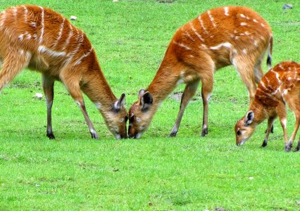 Mammal nature catwalk