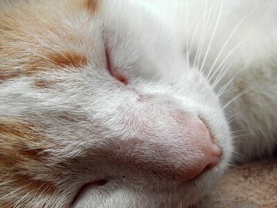 Cat cat sleeping sleep photo