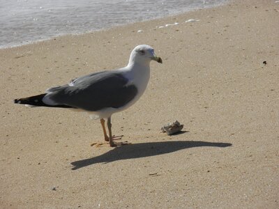 Seagull sunny standing