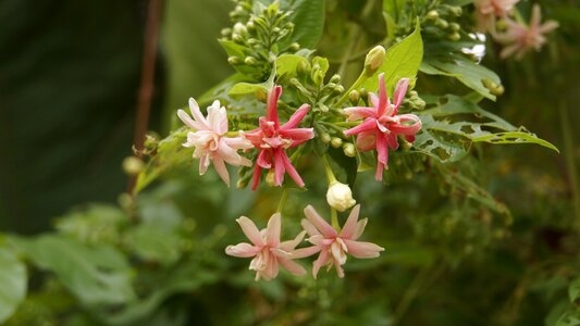 Flower garden garden blooms