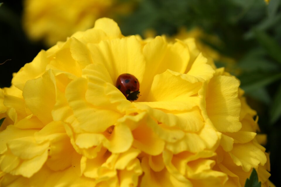 Beetle flowering plant