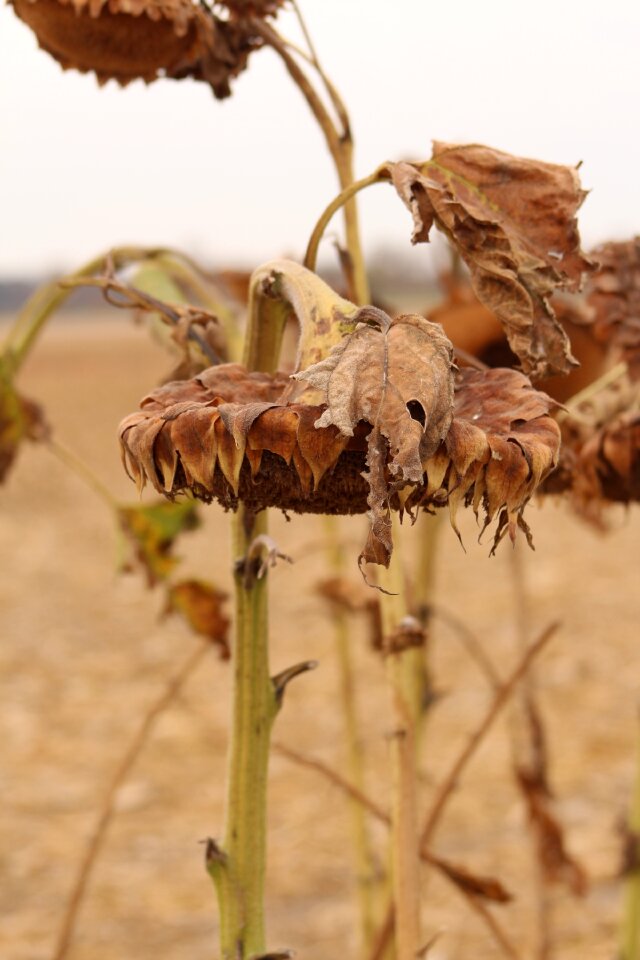 Autumn brown sunflower