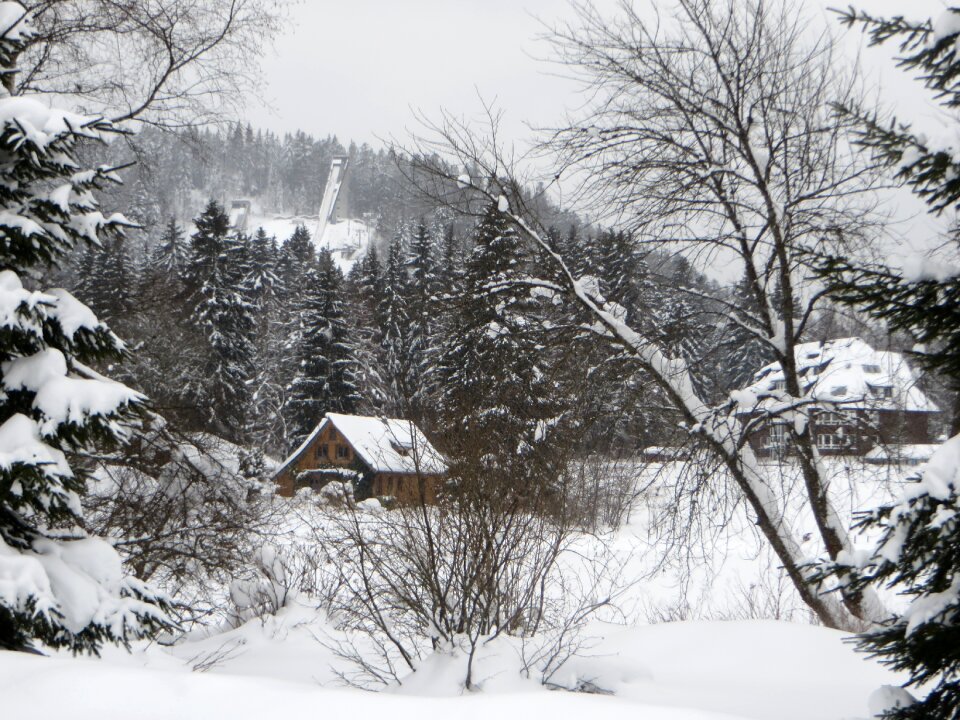 White landscape tree