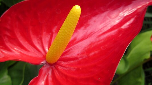 Nature petal health