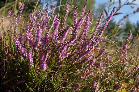 Autumn violet plant