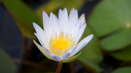 White white lotus fresh