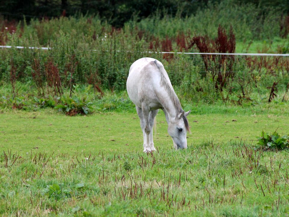 Livestock eng grass