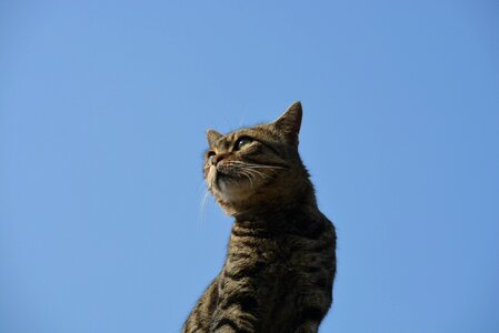 Wildlife blue sky