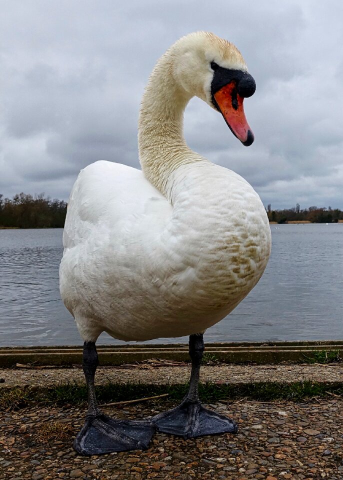 Wildlife graceful animal