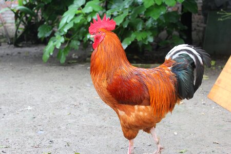 Manly bird domestic