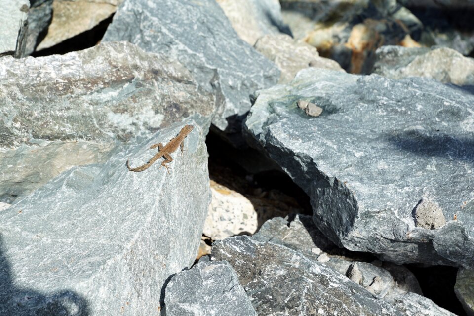 Lizard caribbean tortola