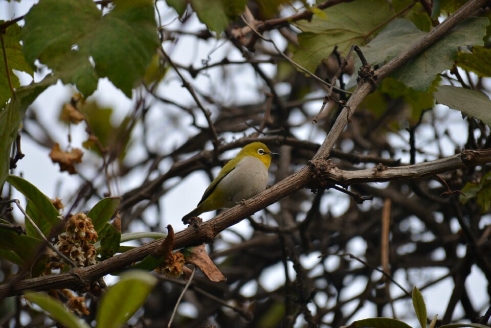 Bird nature wildlife