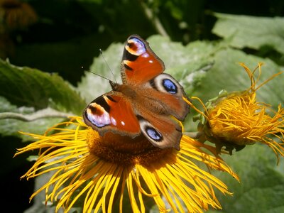 Butterfly guppy wings