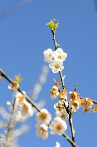 Spring sunshine tree