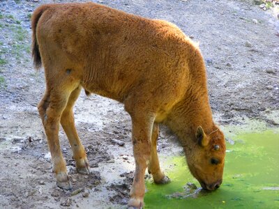 Buffalo wild cattle