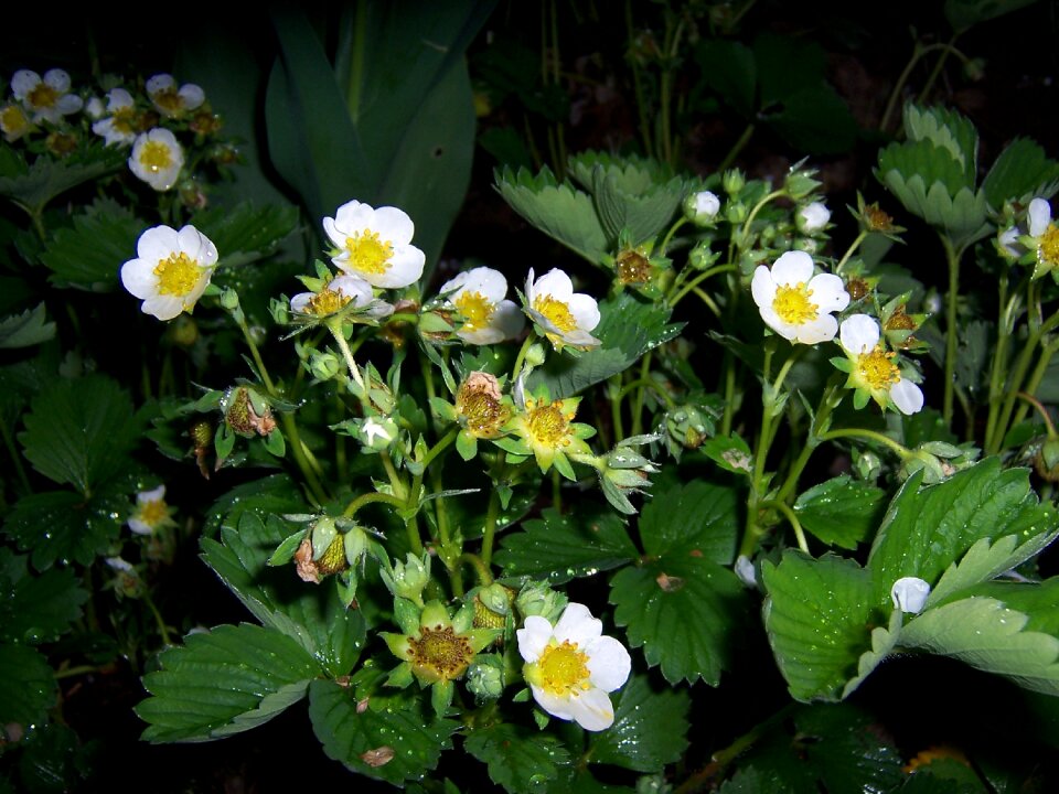 Wild strawberry garden plant