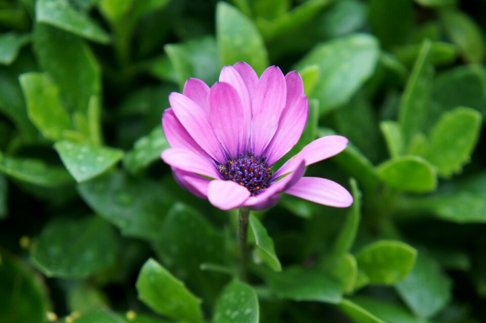 Green nature purple daisy