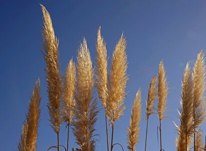 Flora pond grasses nature