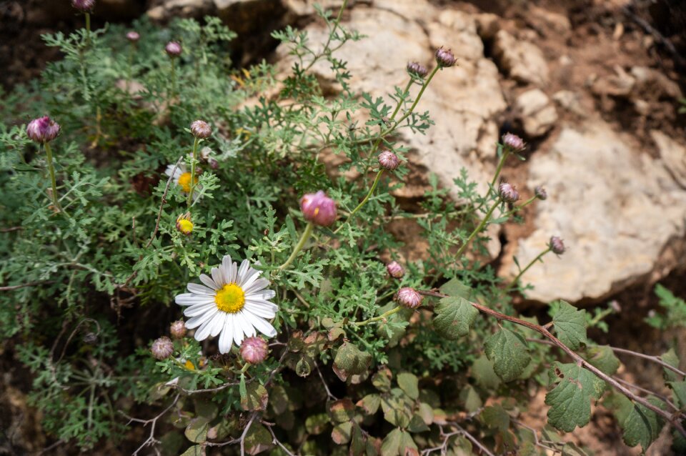 Ecology properties plant