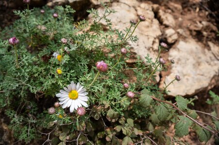Ecology properties plant