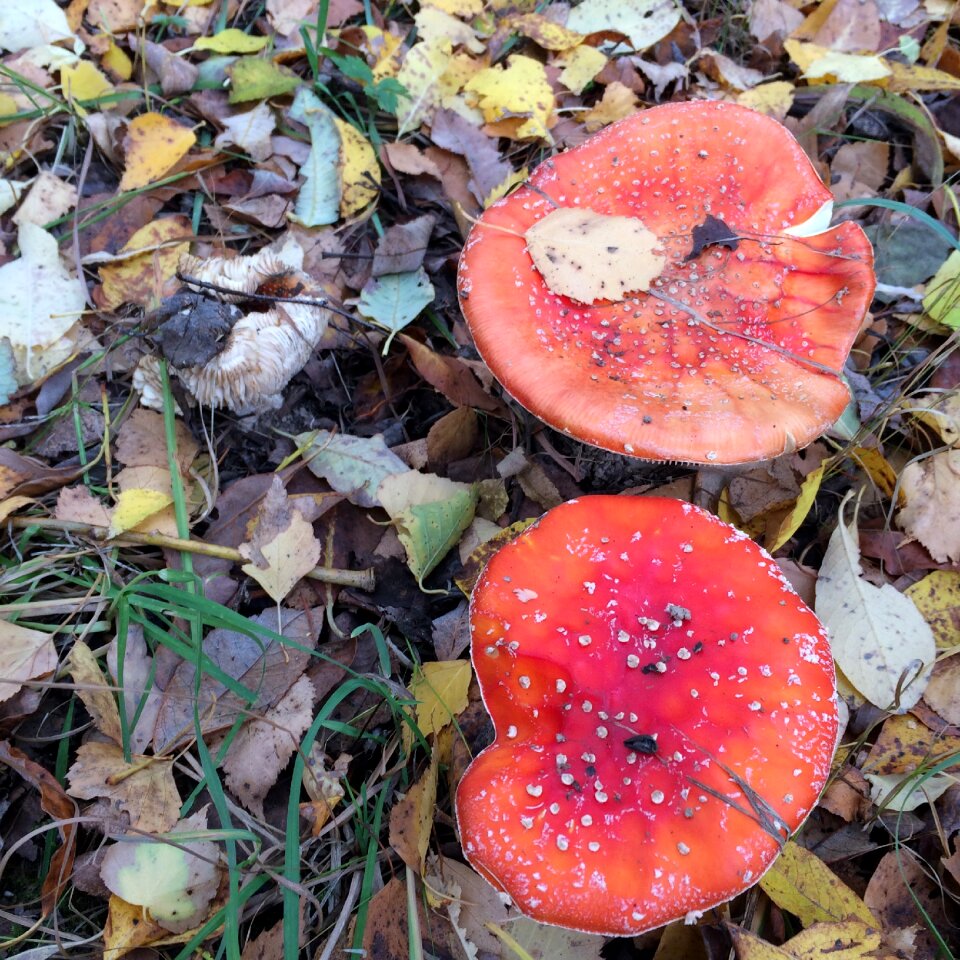 Red autumn naturally