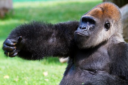 Gorilla primate zoo