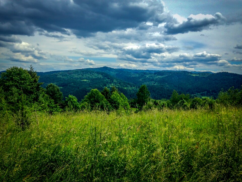 Meadow summer nature photo