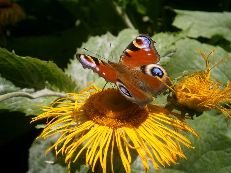 Guppy summer on the flower