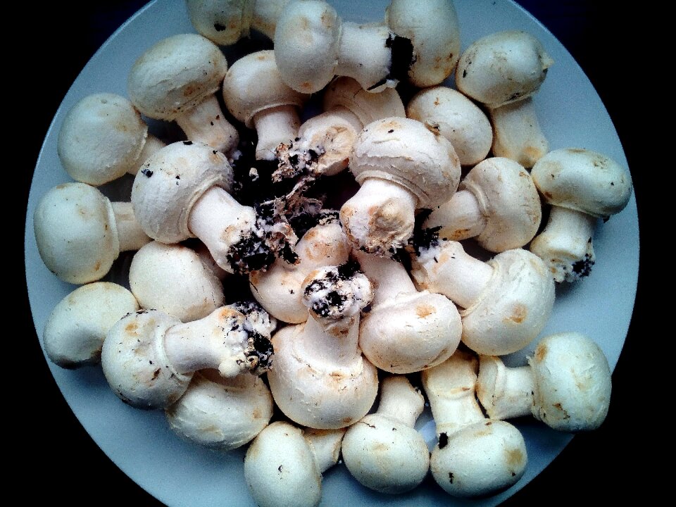 Food nature gastronomy