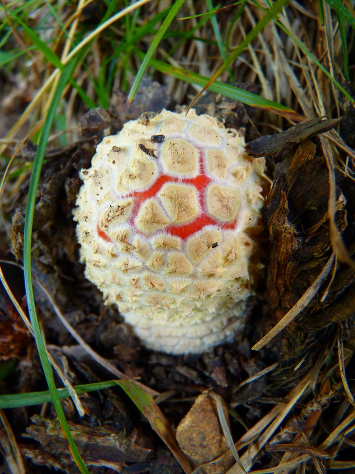 Small new nature