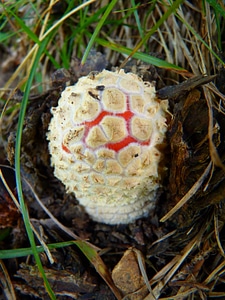 Small new nature