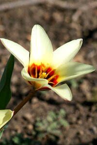 Bloom flower nature