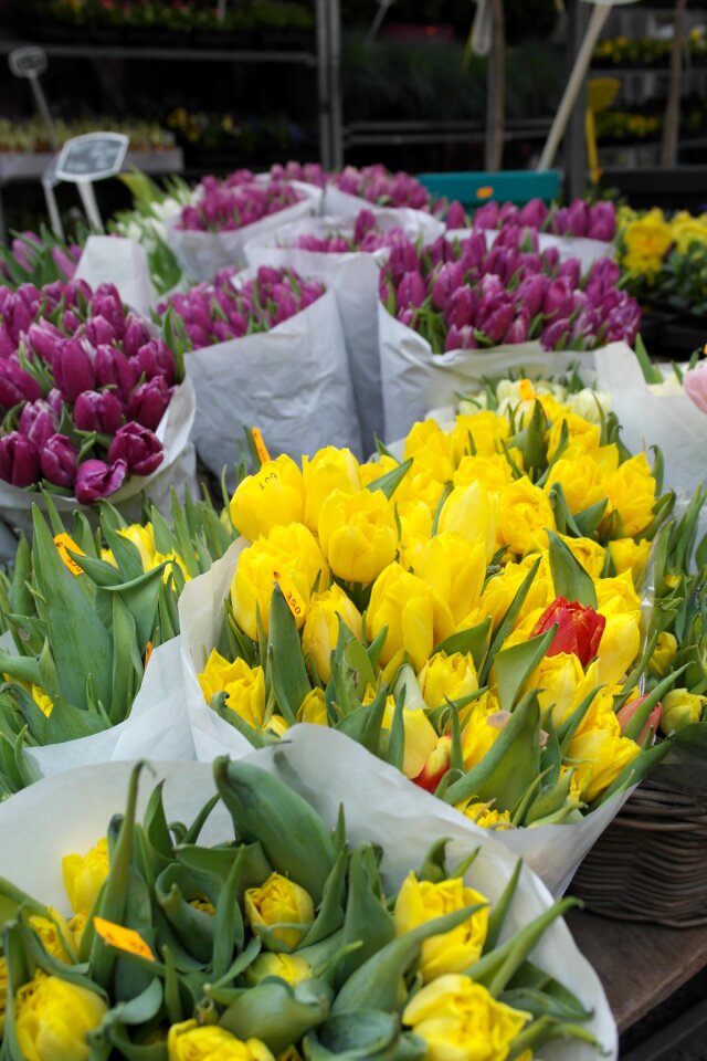 Spring nature floral